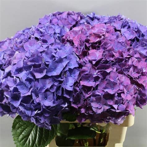 Being a winter flower, they can be spotted in christmas arrangements. HYDRANGEA RODEO PURPLE 70cm | Wholesale Dutch Flowers ...