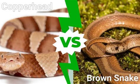 Copperhead Vs Brown Snake What Are The Differences A Z Animals