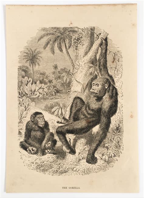 Gorilla Antique Animal Print Historia Natural C 1880 Negro Etsy