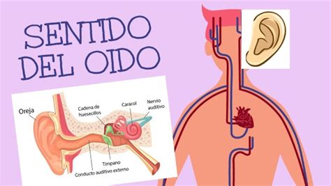 Sentido Del Oido