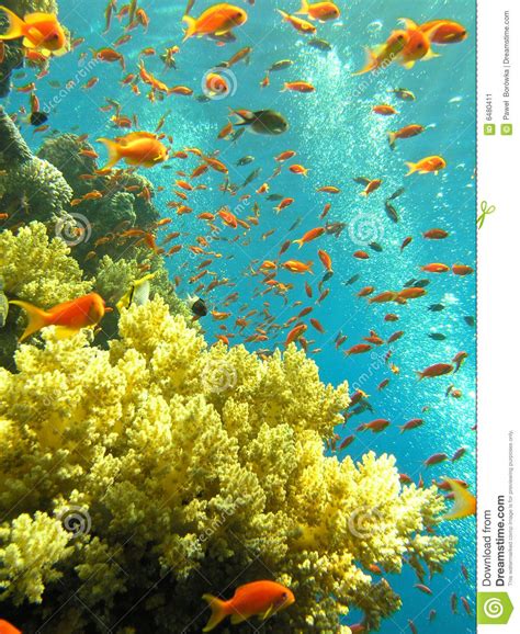 Red Sea Coral Reef Stock Image Image Of Nature Marine