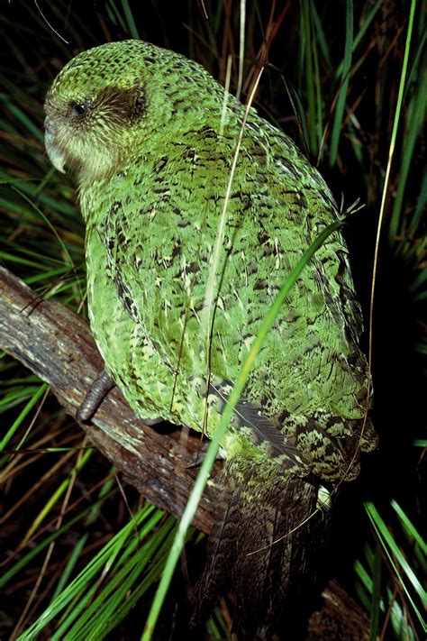 Kākāpō Kakapo New Zealand Birds Online