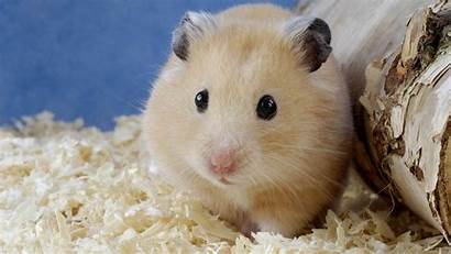 Hamster Wallpapers Animal Bear Teddy Phones Desktop
