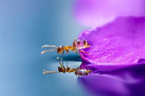 miki asai ci racconta il mondo delle piccole cose con la macro fotografia