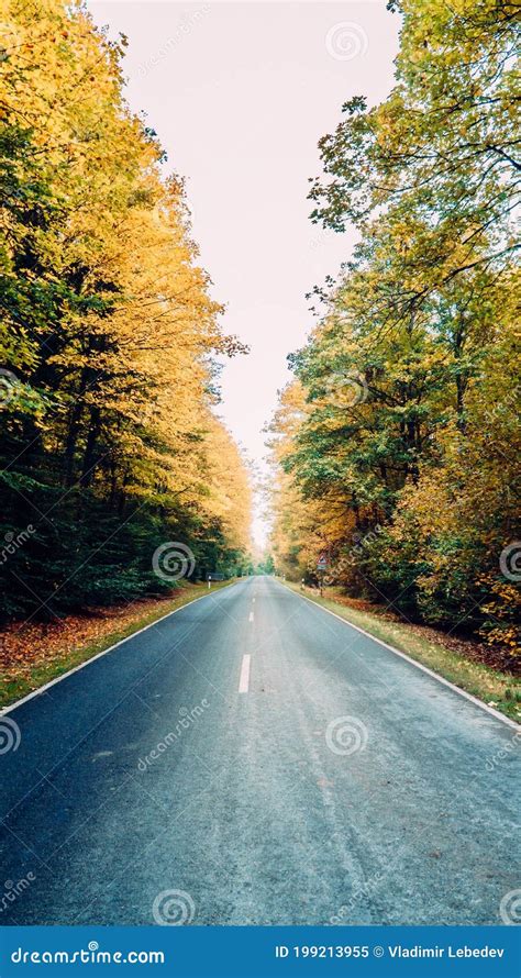 Asphalt Road In The Forest Stretching Into The Distance Between Trees