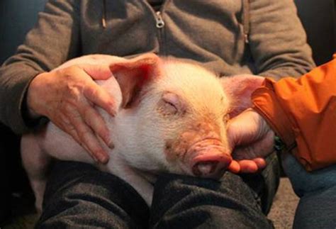 Call your local police to contact animal control. Yoda the Piglet Escapes the Slaughterhouse, Finds Love and ...