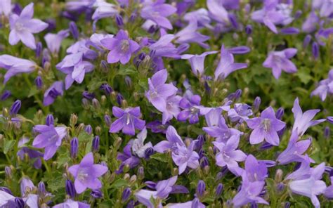 From wikimedia commons, the free media repository. Campanula portenschlagiana 'Resholt' - Polster-Glockenblume