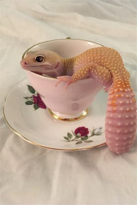 23 Pictures That Prove Lizards Are Very Good Boys Cute Reptiles Cute