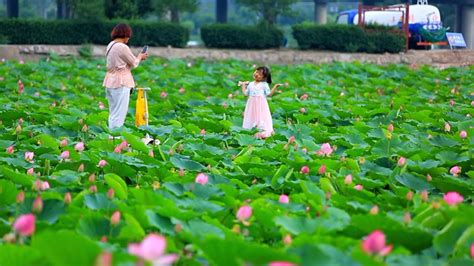 Lotus Flowers In Full Bloom In N China Youtube