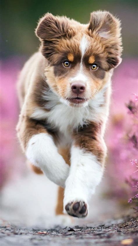 Australian Shepherd Smart Working Dog Australian Shepherd Puppy