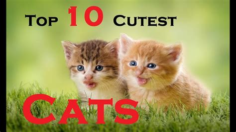 Top 10 Cutest Cat Breeds In The World 10 Most Beautiful