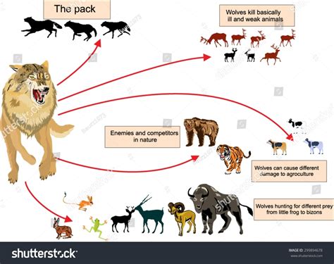 Role Of The Wolf In Ecosystem Infograchic Illustration Demonstrating