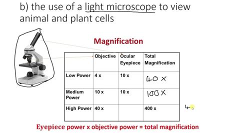 Learn How To Calculate The Magnification Of A Microscope Easily In Just