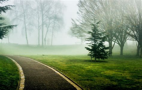 Wallpaper Greens Grass Leaves Trees Nature Green Fog Background