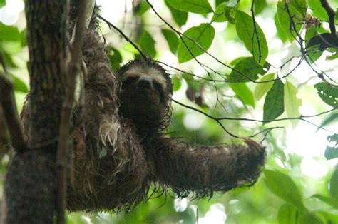 Brown Throated Sloth Species In World Land Trust Reserves