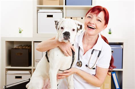 About Companion Animal Clinic Veterinarian