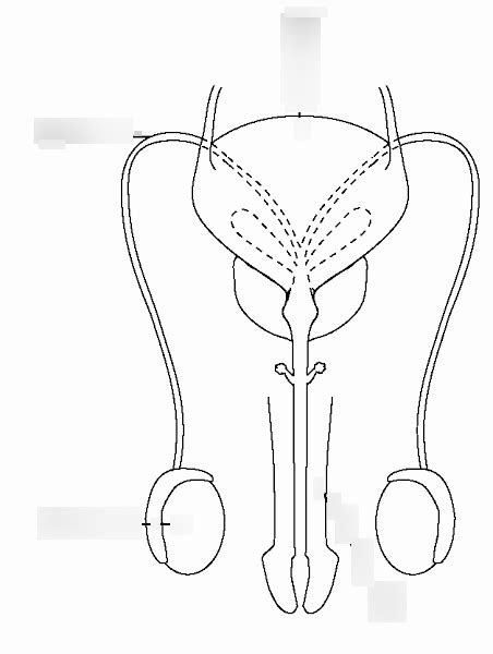 Male Reproductive System Front View Without Labels