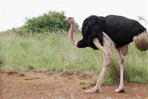 Ostrich Facts For Kids Ostrich Diet And Habitat