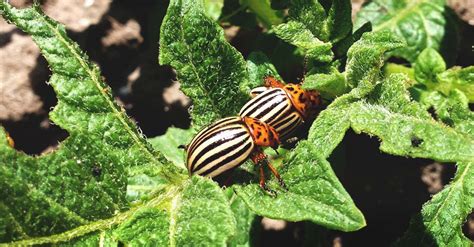 How To Get Rid Of Potato Bugs 11 Steps To End The Infestation