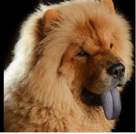 The Fascinating Tongue Of The Chow Chow Dog Discoveries