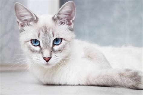 How Long Do Siamese Cats Live Average And Max Lifespan Hepper