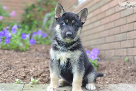 Beautiful males & females german shepherd puppies call or text @: German Shepherd puppy for sale near Cleveland, Ohio ...