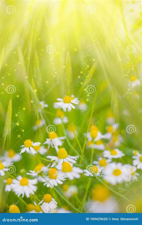 Chamomile Wild Daisies Spring Flowers Field Background In Sun Stock