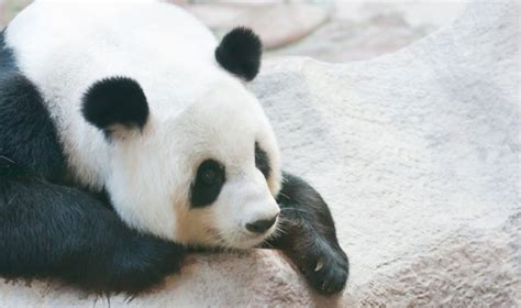 Hooray The Giant Panda Is No Longer An Endangered Species Asian