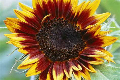 15 Eye Popping Sunflower Varieties