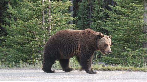 The Legacy Of Big Boy The Grizzly Bear Blog Nature Pbs