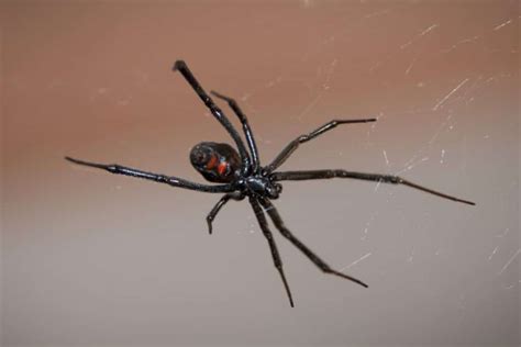 Black Widow Vs Brown Recluse Similarities And Differences Fauna Facts
