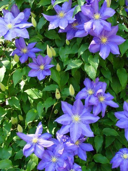 Blue Clematis Clematis Flower Flowering Vines