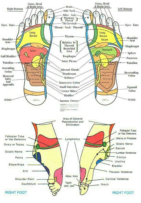 Feet And Ankles Foot Reflexology Reflexology Reflexology Chart