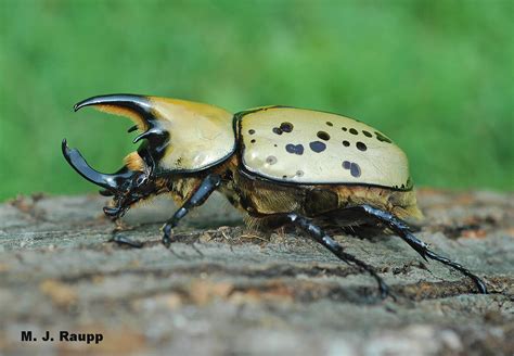 A Giant Among Beetles Hercules Beetle Dynastes Tityus — Bug Of The Week