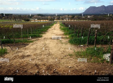 The Vineyards At Groot Constantia Wine Estate In Constantia Cape Town
