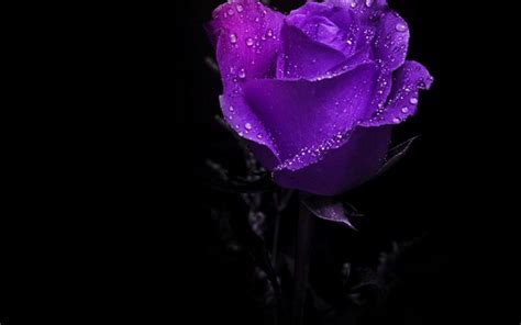 Free Download Purple Roses Photo Wallpaper High Definition High