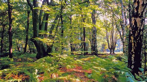 Take A Walk In The Woods 20 Beautiful British Forests Weekend The