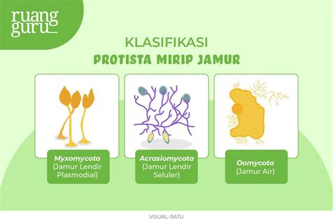 Mengenal Jenis Jenis Protista Mirip Jamur Fungi Biologi Kelas 10