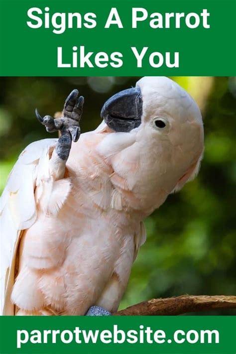 25 Signs That A Parrot Likes You Parrot Website