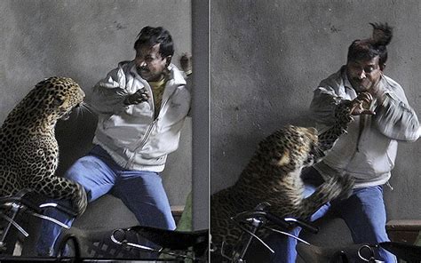 Leopard Rampages Through Indian City