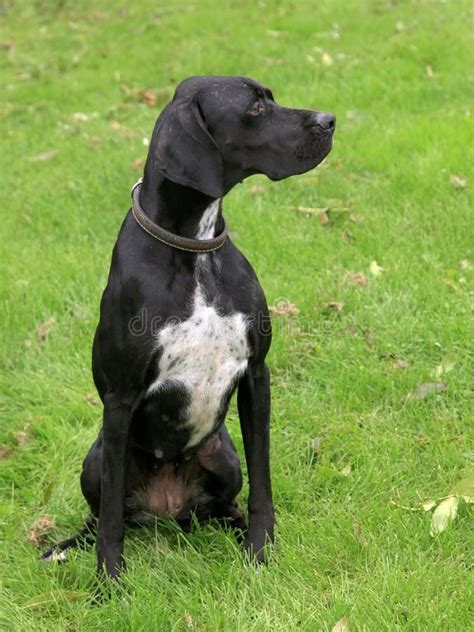 A Black And White Dog Sitting In The Grass