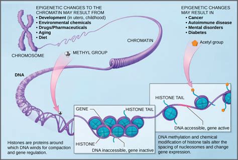 Biology 2e Genetics Gene Expression Eukaryotic Epigenetic Gene