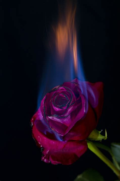 A Little Project I Shot Today Imgur Rose On Fire Burning Rose