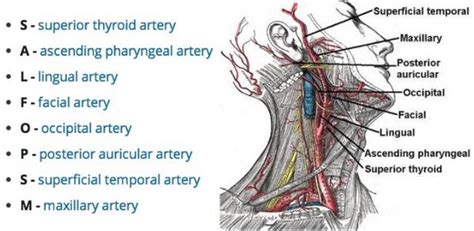 👍 External Carotid Arteries In The Neck The Carotid Arterial System