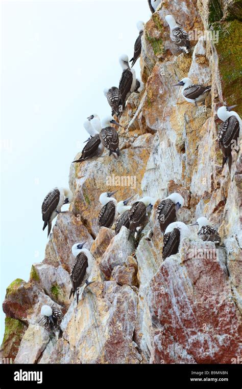 Wildlife On Islas Ballestas In Peru Paracas Natural Park Stock Photo