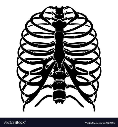 Skeleton Human Rib Cage Silhouette Body Bones Vector Image