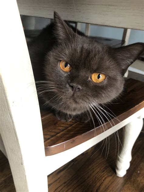 We found 286 'british shorthair' adverts for you in 'cats and kittens', in the uk and ireland. British Shorthair Cats For Sale | Berwyn, IL #309494