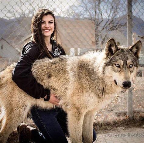 Wolf Dog Hybrids For Those Who Think That Usual Dogs Are Just Not