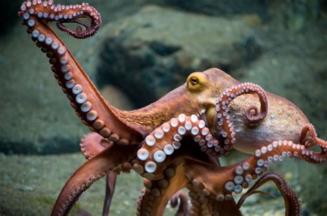 Octopus Images Wallpicsnet