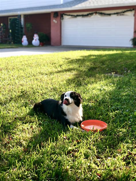 Doggie Denver living his best life. : r/pics